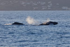 baleine_stbarth