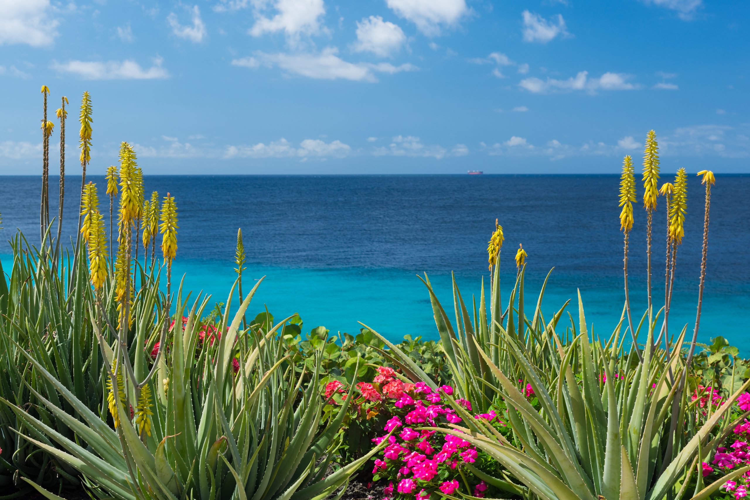 blossoming-yellow-flowers-aloe-vera-plant-and-blue-sea-curacao-island