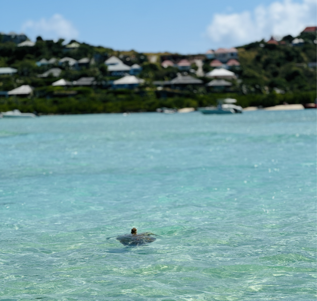 Les tortues à Saint Barth