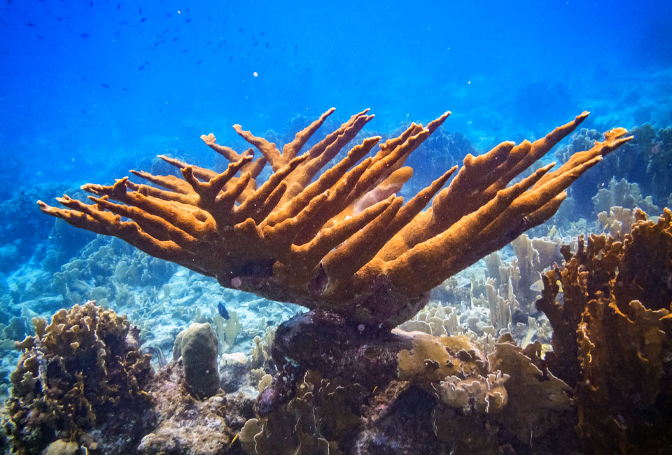 Protection coraux, St-Barth ©Islandiving